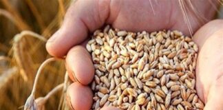 نرخ تضمینی جو اعلام شد