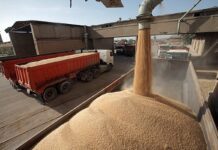 محموله گندم با آلودگی شدید به سرب وارد کشور شد/خالی بودن سیلوها؛ دلیل واردات