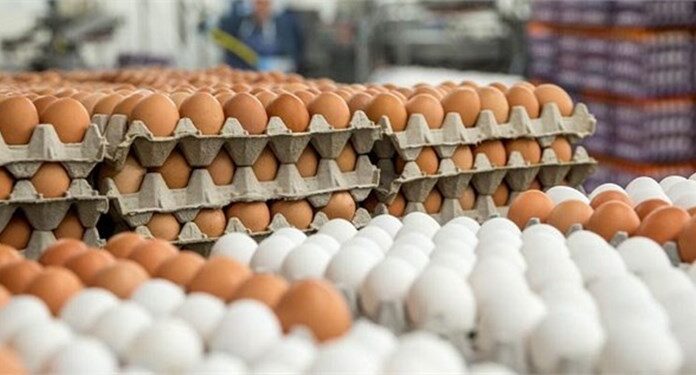 صادرات تخم مرغ خوراکی مجاز شد تخم مرغ