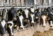 گاوداری ایران خودرو به مزایده رفت