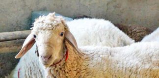 سقف صادرات دام محرمانه است