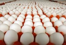 تخم مرغ چندنرخی؛ نتیجه قیمت گذاری دستوری تخم مرغ