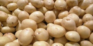 سیب زمینی، پیاز و گوجه فرنگی گران می شوند؟ سیب زمینی