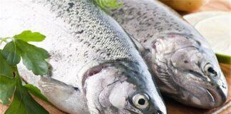 قیمت ماهی به کیلویی ۱۰۰ هزار تومان رسید