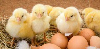 کاهش قیمت جوجه یک روزه به ۲۵۰۰ تومان