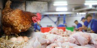 عوارض صادراتی مرغ، تخم مرغ، شیرخشک و خامه فله رسما حذف شد