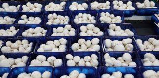 عرضه قارچ بالاتر از ۱۵۰ هزار تومان تخلف است