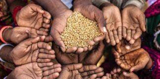 بحران جهانی تأمین گندم/دولت همه گندم کشاورزان را می خرد