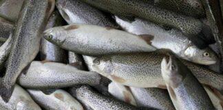 اختلاف ۸۰ درصدی قیمت ماهی از مزرعه تا بازار