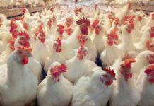 استفاده از تریاک در صنعت طیور کذب است