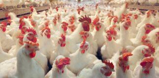استفاده از تریاک در صنعت طیور کذب است
