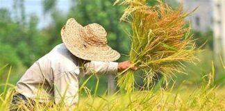 پشت پرده گرانی برنج