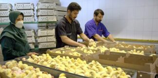 مرغ ۳۵ هزار تومانی خریدار ندارد