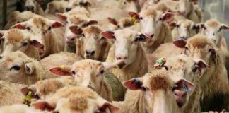 قیمت جدید دام زنده اعلام شد