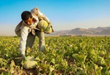 عراق واردات 6 محصول کشاورزی را ممنوع کرد