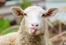 وقتی حاجی ها هم کم می آورند/خرید گوسفند اشتراکی