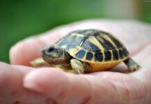 گرمایش جهانی جنسیت لاکپشتها را تغییر داده است