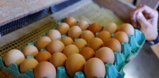 راهکار فرانسه برای مقابله با افزایش قیمت تخممرغ