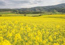 پتانسیل خودکفایی تولید دانههای روغنی در کشور