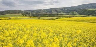 پتانسیل خودکفایی تولید دانههای روغنی در کشور