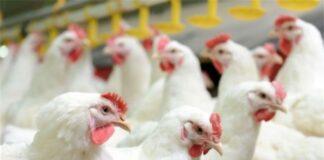 قیمت مرغ تغییر کرد