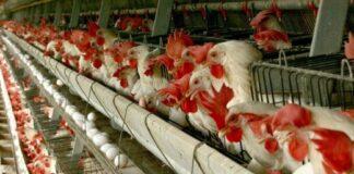 قیمت هر کیلو مرغ زنده به ۵۰ هزار تومان رسید