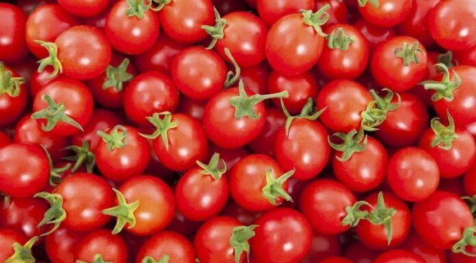 ممنوعیت صادرات گوجه فرنگی و پیاز برداشته شد