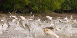 کاهش ۳۰ درصدی تولید ماهی در سال جاری