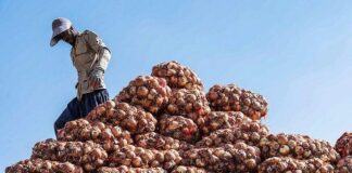 ممنوعیت صادرات پیاز و سیب زمینی لغو شد