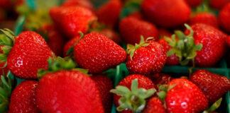 میوه های نوبرانه چند؟