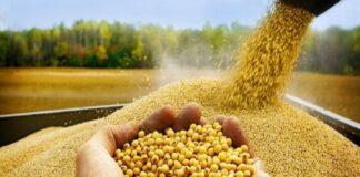 صادرات خوراک دام و طیور ممنوع شد