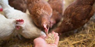 مشکل تامین نهاده مرغداران حل شد