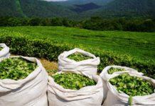 افزایش واردات و صادرات چای کشور