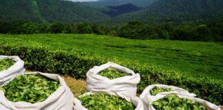 صادرات چای ایران به ۲۳ کشور آغاز شد