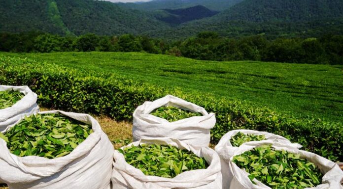 افزایش ۱۰ درصدی صادرات چای