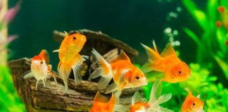 رشد صنعت پرورش ماهیان زینتی در ایران