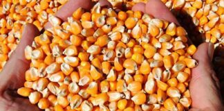 گزارش نگهداری ذرت های آلوده در صحن مجلس ارائه می شود