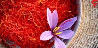 رشد ۲۰ درصدی تولید زعفران نسبت به سال قبل