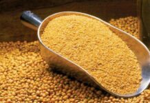 افزایش قیمت دانههای روغنی با افشای شرکت بورسی در کدال