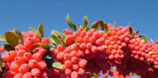 صادرات زرشک ایران به ۲۸ کشور
