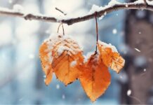 بارش باران و برف در ۱۶ استان