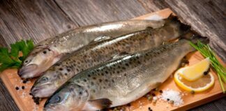 مصرف ماهی کم شد