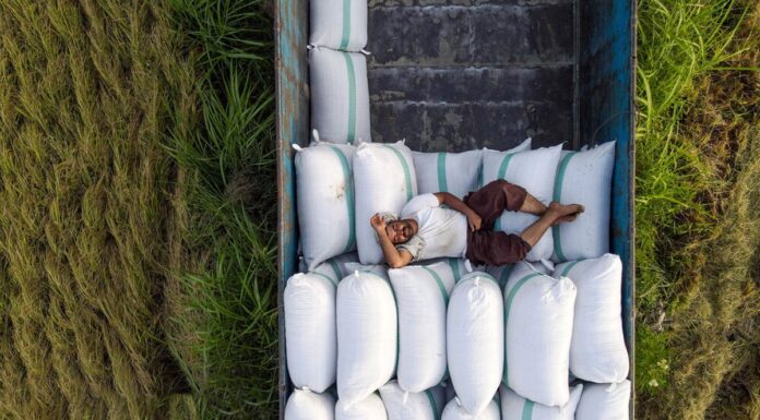 چرا برنج ارزان نشد؟