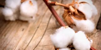 ۴۵ درصد پنبه صنعت نساجی در داخل تامین میشود