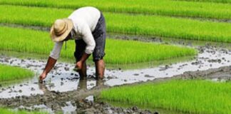 هشدار خسارت به کشاورزان ۱۰ استان