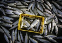 رشد ۴۰ درصدی صادرات محصولات شیلات