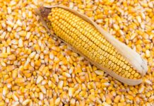 ثبتسفارش ذرت دامی و جو آغاز شد