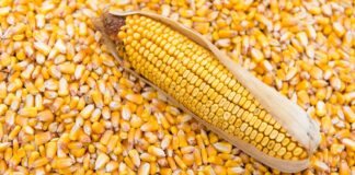 ذرت و روغن پیشتاز واردات