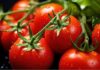 قیمت گوجه فرنگی متعادل شد