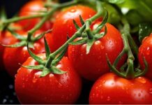 قیمت گوجه فرنگی متعادل شد